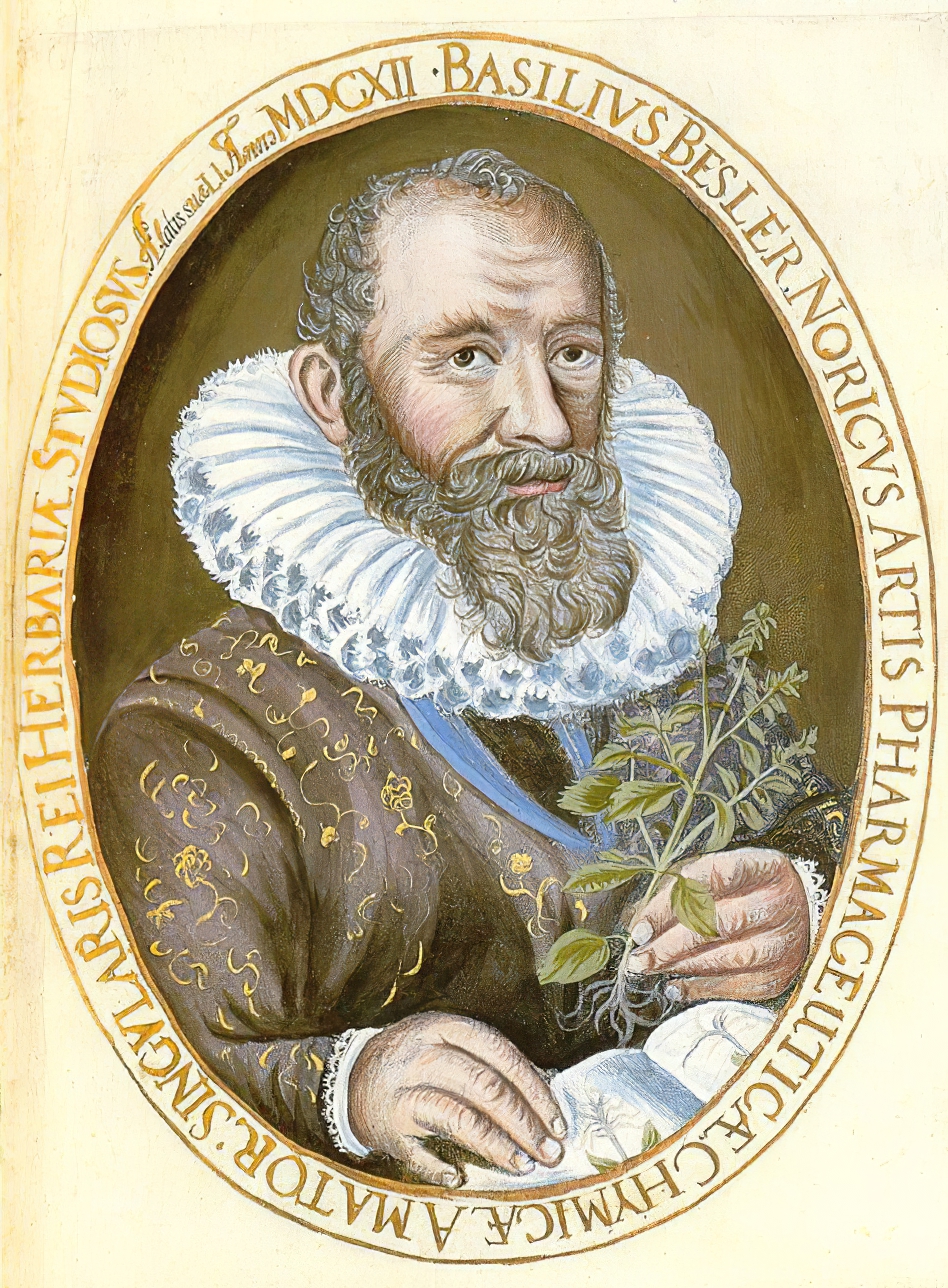 Basilius Besler (1561 - 1629) - photo 1